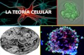 LA TEORÍA CELULAR · 2018. 12. 4. · funcionamiento celular y la herencia en forma de ADN. Mitocondrias: responsables de la respiración celular, con la que la célula obtiene la