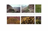  · Web viewPalmitos (Chamaerops humilis) en el sector de Rodalquilar (excepto imagen de la derecha). Izquierda y centro: aulaga morisca (Ulex canescens) en El Cabo de Gata. A la