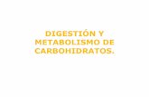 DIGESTIÓN Y METABOLISMO DE CARBOHIDRATOS. · 2013. 9. 9. · CARBOHIDRATOS • BOCA La digestión de los carbohidratos ocurre en la boca y en el intestino delgado . Las glándulas