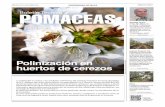 Polinización en huertos de cerezos FOTOGRAFÍA: VALERIA …pomaceas.utalca.cl/wp-content/uploads/2020/12/113... · 2020. 12. 19. · necesarios para el desarrollo del fru-tal. Para