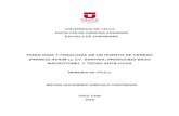 FENOLOGÍA Y FISIOLOGÍA DE UN HUERTO DE CEREZOdspace.utalca.cl/bitstream/1950/12154/3/2020A000018.pdf · 2020. 6. 29. · Fechas de etapas fenológicas registradas en campo. Cuadro