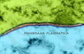 MEMBRANA CELULAR FUNCIONES · ACUAPORINAS Son proteínas transmembrana que aumentan la permeabilidad de la célula al agua. Están formadas por un tetrámero de subunidades idénticas,