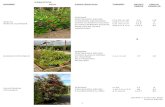 ARBUSTOS… · arbustos nombre foto caracteristicas tamaÑo precio precio tarifa covid-19 adelfa neriun oleander perenne crecimiento rapido floraciÓn abundante como elemento aislado