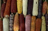 PROGRAMA DE CONSERVACIÓN - Conacyt...folletos, videos, radio. Concientización acerca de la importancia de los maíces criollos. • Promoción de ferias del maíz comunitarias y