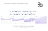 Tecnicas histol´ ogicas´ OBSERVACION - Inicio. Atlas de ...mmegias.webs.uvigo.es/descargas/tecnicas-observacion.pdfAtlas de la Universidad de Vigo. T ecnicas histol ogicas. Observaci