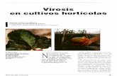 Virosis en cultivos horticolas - mapa.gob.es · foliares, necrosis en flores, defolia- ción, necrosis en tallo; en frutos al- teraciones de color, deformaciones y manchas. En tomate,