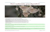 © Demetrio Merino Alcántara Condiciones de uso Sarcodontia ......= Xylodon mollis (Berk. & M.A. Curtis) Kuntze, Revis. gen. pl. (Leipzig) 3(2): 541 (1898) Sarcodontia pachyodon 20140218