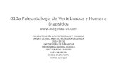 010a Paleontología de Vertebrados y Humana Diapsidos www ... PPAVYH...en la historia de la vida, ya que se incluyen en los arcosaurios grupos tan significativos por su abundancia