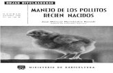 i ^ i ^ii^, MANE10 DE LOS POLLITOS AGOSTO 1966 M A D ......FIg. 5.-Los puntos de comida y bebida tienen que estar bien distribuidos por todo el espacio dedicado a los polluelos. -