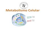 Metabolismo Celular...2018/04/06  · Existen diversos factores que afectan la actividad enzimática de forma reversible o irreversible; tales como: pH, Temperatura, concentración