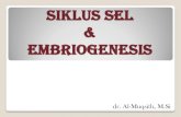 SIKLUS SEL EMBRIOGENESIS SEL.pdf · 2017. 10. 27. · SIKLUS SEL Fase pembelahan sel (mitotik / M) Fase pertumbuhan (interfase), terdiri dari : a. Gl.(fase gap 1) b. S. (fasc smtcsis)