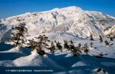 チブリ尾根から見た厳冬の白山 Hakusan in mid-winter - 2702.jppost card 白 山 自然態系 切手を貼ってください。Hakusan National Park--- Photo/木村芳文
