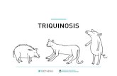 TRIQUINOSIS - Senasaliberan en el estómago y migran hacia los músculos - incluyendo el corazón - donde se enquistan. Desde que se consume la carne contaminada hasta que se inician