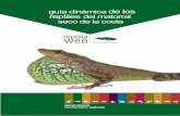 guí a dinámica de los reptiles del matorral seco de la costa · 2017. 11. 23. · Chironius flavopictus, Serpientes látigo de cola larga Chironius grandisquamis, Serpientes látigo