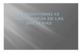 Repaso laboratorio #1 Introducción Características de ...lrios/3725/Ejercicio2.pdfQuiz #1 Repaso laboratorio #1 Introducción Características de Crecimiento Técnicas de Transferencias