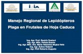 Manejo Regional de Lepidópteros Plaga en Frutales de Hoja Caduca · 2020. 9. 25. · Regional de Plagas en frutales en la Zona de Melilla en el período 2010 – 2013. • Disminuir