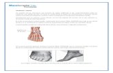 Masoterapia Chile · Web viewLa inervación del pie proviene de dos ramas del nervio ciático mayor. Los nervios más importantes del pie, son el nervio plantar, que inerva más de