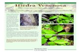Boletín de Extensión E2946SP Nuevo, Abril del 2007 Hiedra ......La hiedra venenosa cuenta con hojas compuestas que consisten en tres hojuelas lisas de 2 a 5 pulgadas (5 a 12 cm.)