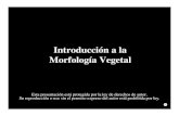Introducción a la Morfología Vegetal · 2018. 8. 31. · Morfología Vegetal Esta presentación está protegida por la ley de derechos de autor. ... firmemente conectada al tallo