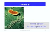 Tema 8 · 2019. 1. 22. · Tema 8 Teoría celular La célula procariota . 2 Tema 8 •Teoría celular •Desarrollo histórico •Autores principales ... División celular Binaria,