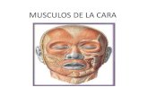 MUSCULOS DE LA CARA · 2018. 10. 25. · Musculo occipito frontal . Piramidal . Orbicular de los parpados . Superciliar o corrugador . Músculo transverso de la nariz . Músculo elevador