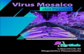 Virus Mosaico del Pepino Jul/18 - Fertilab€¦ · Virus Mosaico del Pepino Jul/18 I mportancia El pepino es de los cultivos que tienen mayor potencial de producción a nivel mundial,