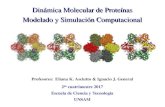 Dinámica Molecular de Proteínas Modelado y Simulación ......20 Jerarquía de estructuras proteicas Dinámica Molecular – UNSAM – 2017 Giro beta: Puentes H entre O de un aa en
