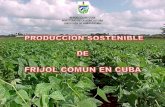 REPÚBLICA DE CUBA MINISTERIO DE LA AGRICULTURA …...Para la aplicación de herbicidas, en post-emergencia debe realizarse en el momento óptimo del desarrollo de las malezas alrededor