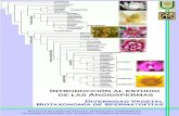 Introducción a las Angiospermaslistas.exa.unne.edu.ar/biologia/diversidadv/documentos/...La clasificación de las Angiospermas se inició con el Sistema Sexual elaborado por Linneo,