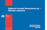 Vigilancia Forestal Monochamus sp. Pissodes castaneus · 2019. 7. 15. · b) Pissodes castaneus: Las comunas contiguas a las provincias de Argentina, donde exista la presencia de