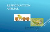 Reproducción Animal. · 2019. 8. 29. · REPRODUCCIÓN ASEXUAL EN ANIMALES COMPLETOS. REGENERACIÓN O Mediante este tipo de reproducción asexual, los organismos pueden volver a