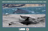 Lista de Especies de Cetáceos Registradas en la Provincia ......Title Lista de Especies de Cetáceos Registradas en la Provincia de Pisco, Perú Author ACOREMA Keywords Cetáceos,