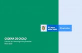 CADENA DE CACAO - minagricultura.gov.co...2020/03/31  · CADENA DE CACAO Ministerio de Agricultura y Desarrollo Rural Indicadores de producción departamental Fuente: MADR-FNC/FEDECACAO