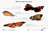 Mariposas - Gobierno de Canarias ... Mariposas. Mariposas. Cyclyrius webbianus. Especie de mariposa