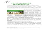 PETROALIMENTOS KILOMÉTRICOSwebs.ucm.es/info/soberania.alimentaria/PETROALIMENTOS.pdf · 2008. 11. 25. · PETROALIMENTOS KILOMÉTRICOS El sistema agroalimentario de la actual fase