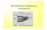 Membranas biológicas y transporte · 2013. 6. 26. · Factores que afectan la permeabilidad de las membranas • Internos: Constituyentes de la membranas, su grado de hidratación,
