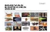 NUEVAS ESPECIES 2020 - Museo Ciencias Naturales€¦ · nuevas especies de Buenos Aires y Uruguay; la presencia en el área pampeana de este grupo de especies, mayoritariamente de