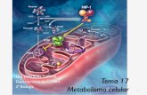I.E.S. JOAQUÍN TURINA Tema 17 Metabolismo celular...cadena de transporte de electrones 41 . Cadena respiratoria: 2 procesos 42 Dos procesos acoplados Transporte de e- Fosforilación