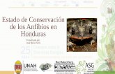 Estado de Conservación de los Anfibios en Honduras · 2018. 5. 25. · Guía de Campo de los Anfibios de Honduras. Bibliomania, Salt Lake City, Utah. USA. x + 304 pp. McCranie, J.