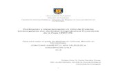 Purificación y Caracterización In Vitro de Proteína Anticongelante …repositorio.udec.cl/jspui/bitstream/11594/3268/4/Tesis... · 2020. 9. 7. · Universidad de Concepción Dirección