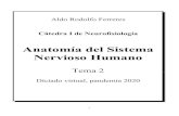 Anatomía del Sistema Nervioso Humano - UBA...3 Preguntas para guiar la lectura Tema 2: Anatomía del Sistema Nervioso Humano Este es un material bibliográfico preparado para la cursada
