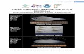 Catalogo de peces ECOME - MAR Fund · 2015. 8. 4. · Poslarvas de peces ECOME 1 y ECOME 2 1 Catálogo de poslarvas y juveniles de peces del SAM ECOME 1 y 2 Lourdes Vásquez-Yeomans,
