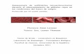 Homeostasis de sulfhidrilos intraeritrocitarios durante el ...€¦ · durante el almacenamiento de glóbulos rojos en las condiciones del banco de sangre. Protección por N-acetil