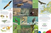 Observar Aves Culebrera europea (Circaetus gallicus) en Navarra … · 2021. 7. 27. · en los humedales de Navarra, donde también habitan pato colorado, somormujo cuellinegro, calamón