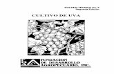 Soluciones de Rastreabilidad Agropecuaria - SORA190.167.99.25/digital/uva.pdfCreated Date 10/19/2004 2:52:54 PM