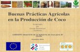 Buenas Prácticas Agrícolas en la Producción de Coco · 2019. 1. 11. · Prácticas Agrícolas en fertilización • En los sistemas de cultivo que incluyen cacao, devolver las
