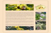 Flora melífera - CICY.mx · 2011. 3. 30. · aves y mamíferos, también liban o pecorean el néctar como sustento energético, por lo que la flor ofrece su producto nectarífero