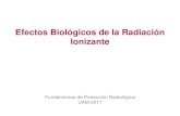 Efectos Biológicos de la Radiación Ionizantesgpwe.izt.uam.mx/files/users/uami/plabarrios/Doc_RP/RP... · 2018. 3. 16. · Efectos Biológicos de la Radiación Ionizante Fundamentos