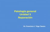 Patología general Unidad 5 Reparación · 2020. 4. 9. · Unidad 5 Reparación. Ciclo celular Fase reposo (G 0) •Mensajeros químicos Fase presintética (G 1) •Preparación para