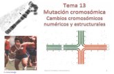 Tema 13 Cambios cromosómicosgenetica.uab.cat/base/documents/genetica_gen/documents... · 2020. 5. 18. · inversiones y translocaciones •Cambios en el número de cromosomas: •Aneuploidías